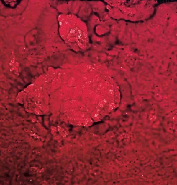 Ruby spiegel - Afbeelding 2